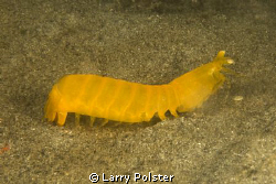 Gold Mantis Shrimp, never seen this critter before ! by Larry Polster 